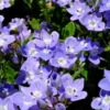Zwerg-Polster-Ehrenpreis - Blauer Blütenteppich im Nu