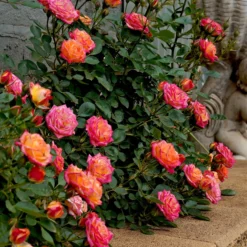 Zwergrose Little Sunset® - Sonnenfarben den ganzen Sommer