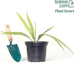 Zwerg-Sabal - Zwerg-Fächerpalme - Winterharte Palme fürs Beet