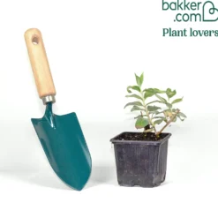Zwerg-Schmetterlingsbaum ‘Free Petite® Blue Heaven’ - Schmetterlinge auf dem Balkon