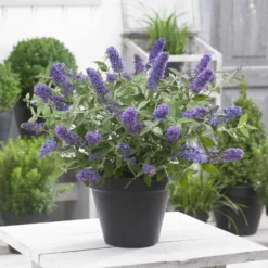Zwerg-Schmetterlingsbaum ‘Free Petite® Blue Heaven’ - Schmetterlinge auf dem Balkon