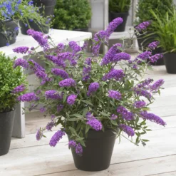 Zwerg-Schmetterlingsbaum ‘Free Petite® Dark Pink’ - Schmetterlinge auf dem Balkon