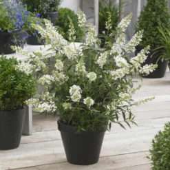 Zwerg-Schmetterlingsbaum ‘Free Petite® Snow White’ - Weiße Blüten voller Falter