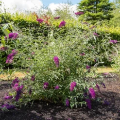 Zwerg-Schmetterlingsflieder ‘Nanho Purple’ - Schmetterlinge im Miniformat