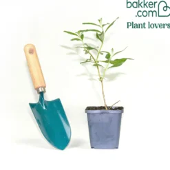 Zwerg-Schmetterlingsflieder ‘Nanho Purple’ - Schmetterlinge im Miniformat