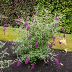 Zwerg-Schmetterlingsflieder ‘Nanho Purple’ - Schmetterlinge im Miniformat