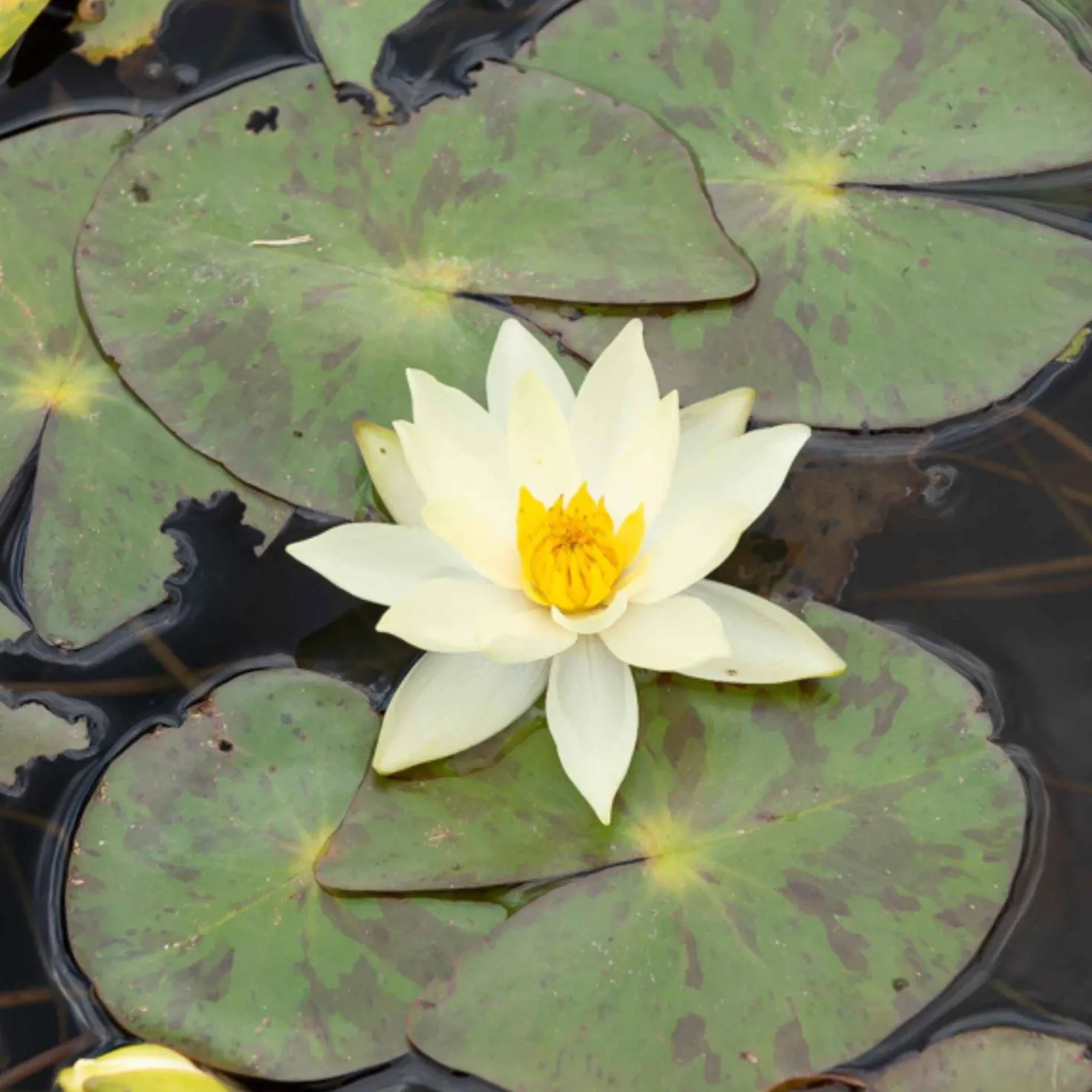 Zwergseerose Helvola - Seerose für Mini-Teiche