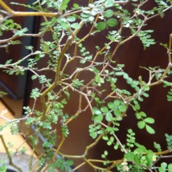 Zwerg-Sophora ‘Little Baby’ - Bonsai-Look ohne Aufwand