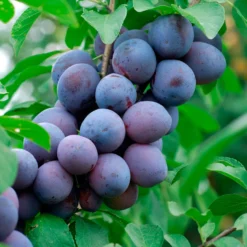 Zwetsche Hauszwetsche - Süße Zwetschgen aus dem Garten