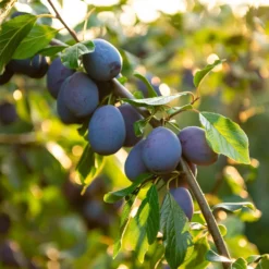 Zwetsche Hauszwetsche - Süße Zwetschgen aus dem Garten
