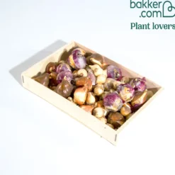 Zwiebeln-Mix für ein buntes Beet (x60) - Buntes Beet ohne Aufwand