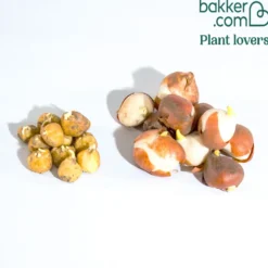 Zwiebeln-Mix für ein dreifarbiges Beet (x20) - Ein Beet in drei Farben