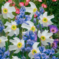 Zwiebeln-Mix für weiße & blaue Beete (x20) - Blau-weiße Blütenwolke im April