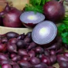 Zwiebel Red Baron - Kräftig rote Ernte