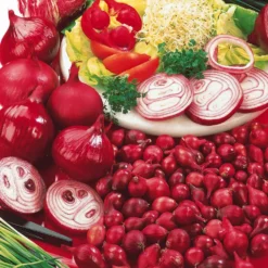 Zwiebel 'Rote Braunschweiger' - Rote Zwiebeln zum Lagern