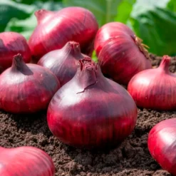 Zwiebel 'Rote Braunschweiger' - Rote Zwiebeln zum Lagern
