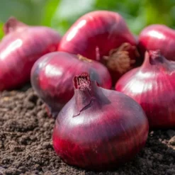 Zwiebel 'Rote Braunschweiger' - Rote Zwiebeln zum Lagern