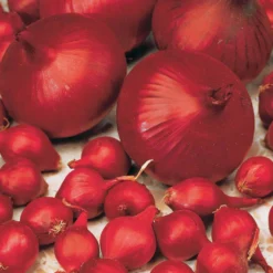Zwiebel 'Rote Braunschweiger' - Rote Zwiebeln zum Lagern