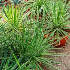 Zwillingsblütige Agave - Sofort exotisches Flair