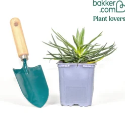 Zwillingsblütige Agave - Sofort exotisches Flair