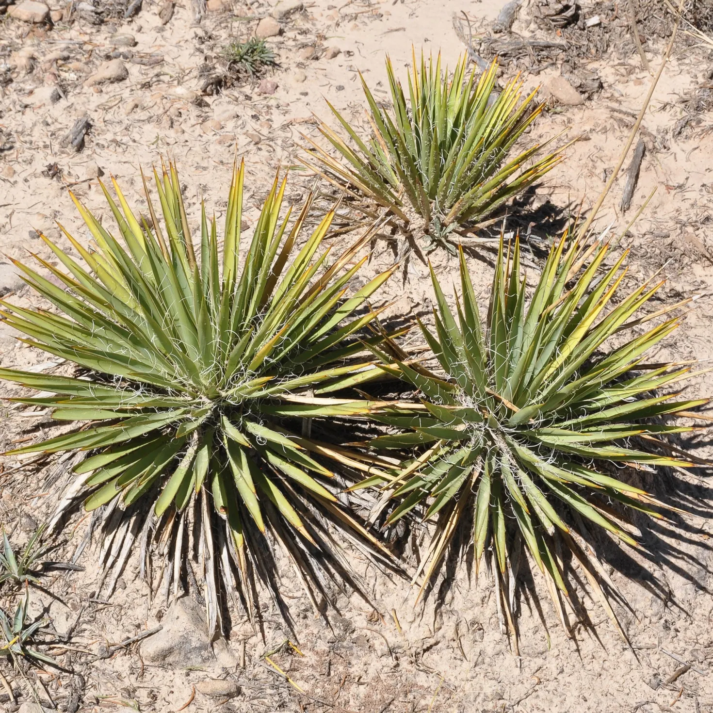 Zwillingsblütige Agave - Sofort exotisches Flair