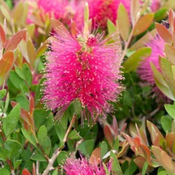 Zylinderputzer 'Hot Pink' - Leuchtend pink, easy Pflege