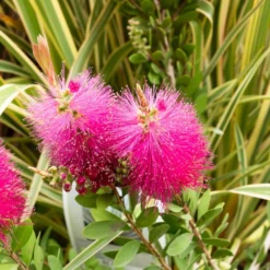 Zylinderputzer 'Hot Pink' - Leuchtend pink, easy Pflege