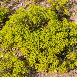 Zypressen-Wolfsmilch - Grüner Teppich im Nu